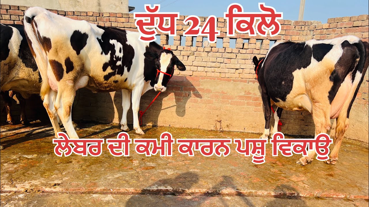 ਦੁੱਧ 24 ਕਿੱਲੋ 🔥ਲੇਬਰ ਦੀ ਕਮੀ ਕਾਰਨ 2 ਤਾਜ਼ੀਆਂ ਸੂਈਆਂ ਵਹਿੜਾ ਵਿਕਾਉ-2 cow for sale #brardairyfarmmoga 