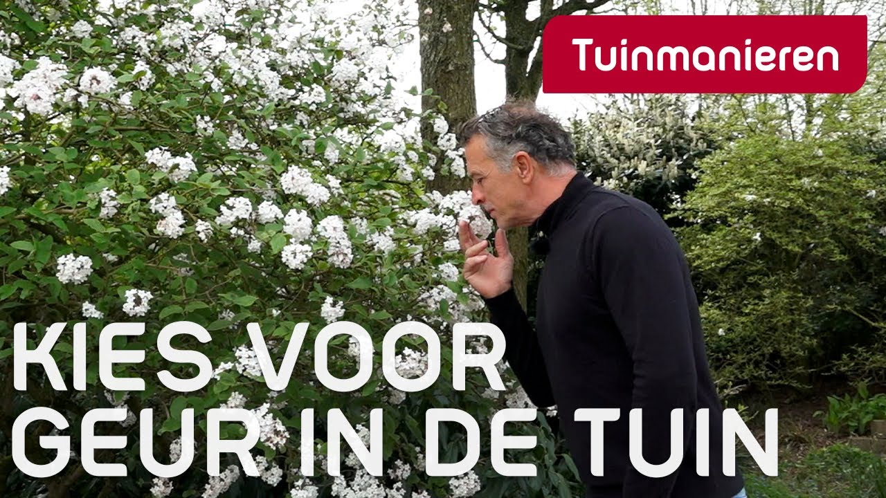 Hoe krijg je geur in je tuin? | Viburnum burkwoodii | Tuinmanieren