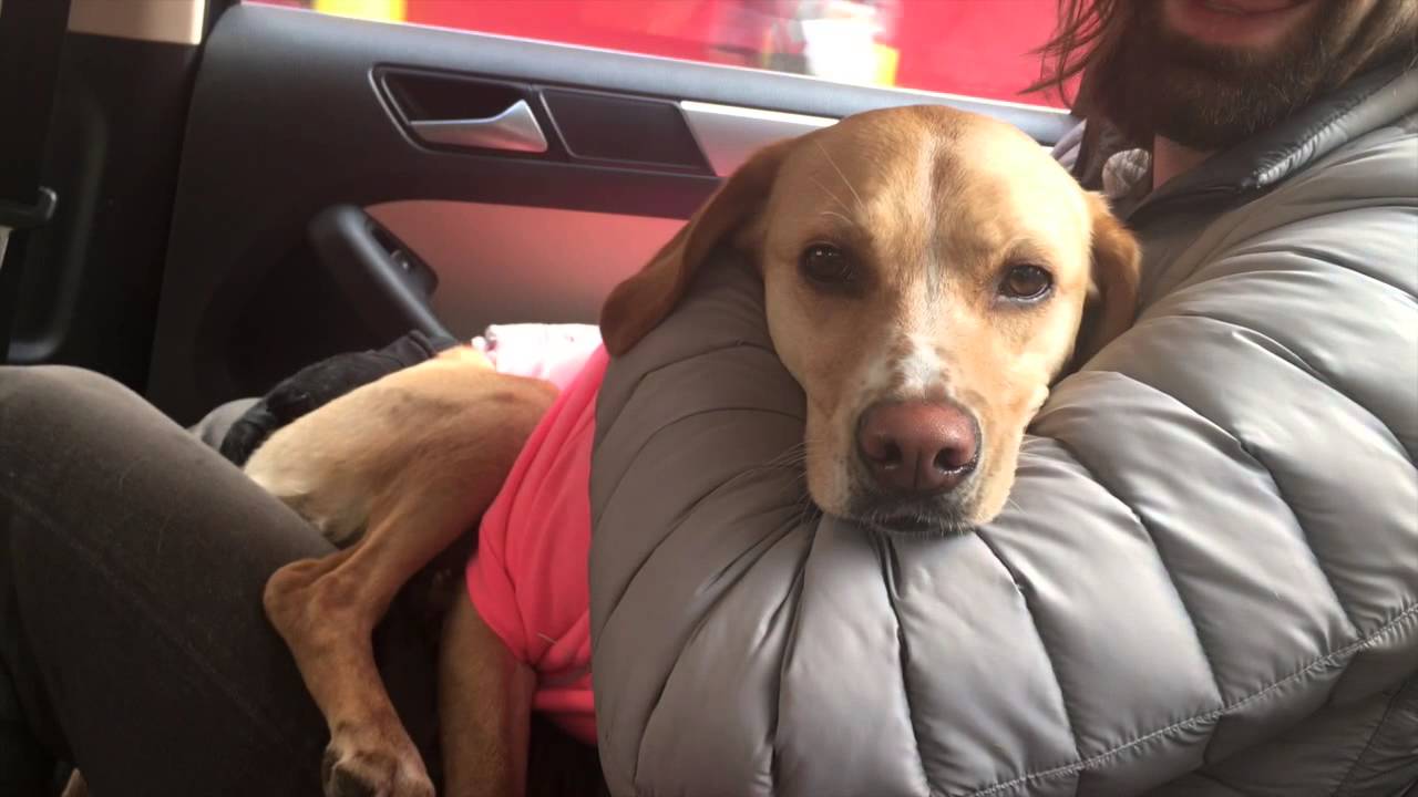 Puppy Reunion with Siblings Four Years After Adoption