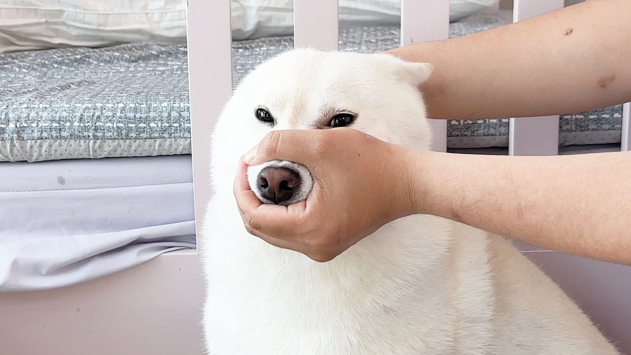 강아지 약 먹이기 왜이렇게 힘들까요 ㅋㅋㅋㅋ