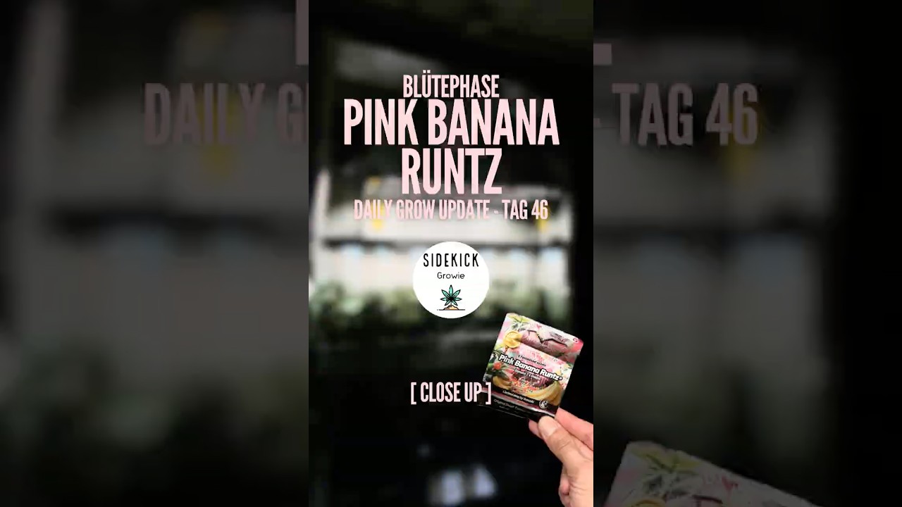 Close up - Pink Banana Runtz - Tag 46 | Dutch Passion