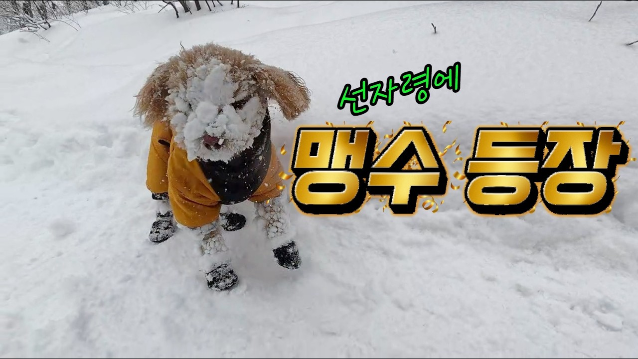 선자령을 1주일에 3번 다녀온 강아지ㅡ눈이 좋아서요
