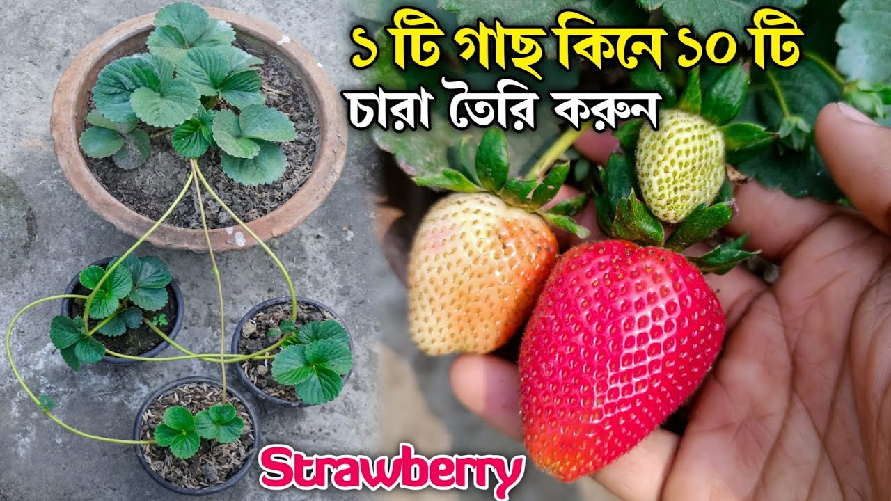 স্ট্রবেরি চাষ পদ্ধতি - পরিচর্যা | Strawberry Gas Lagano | How to Grow Strawberry