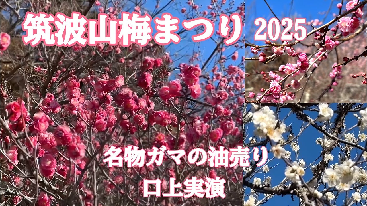 筑波山梅まつり2025.2.28. 紅梅が満開でした。名物イベント