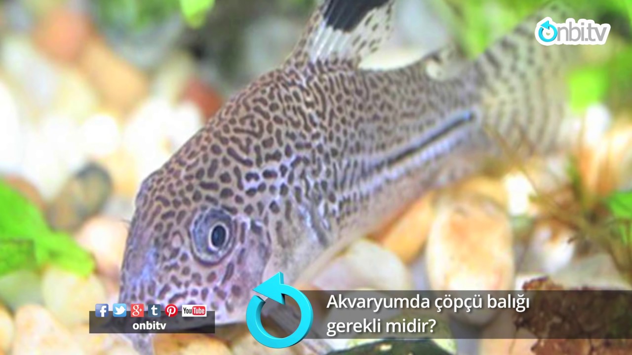 Akvaryumda çöpçü balığı gerekli midir?