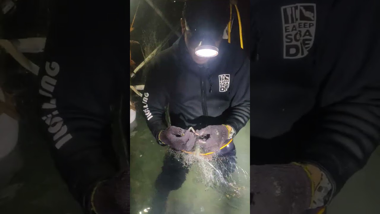ANG LALAKI NG MGA BANAK AT SAMARAL NA NAHULI NAMIN