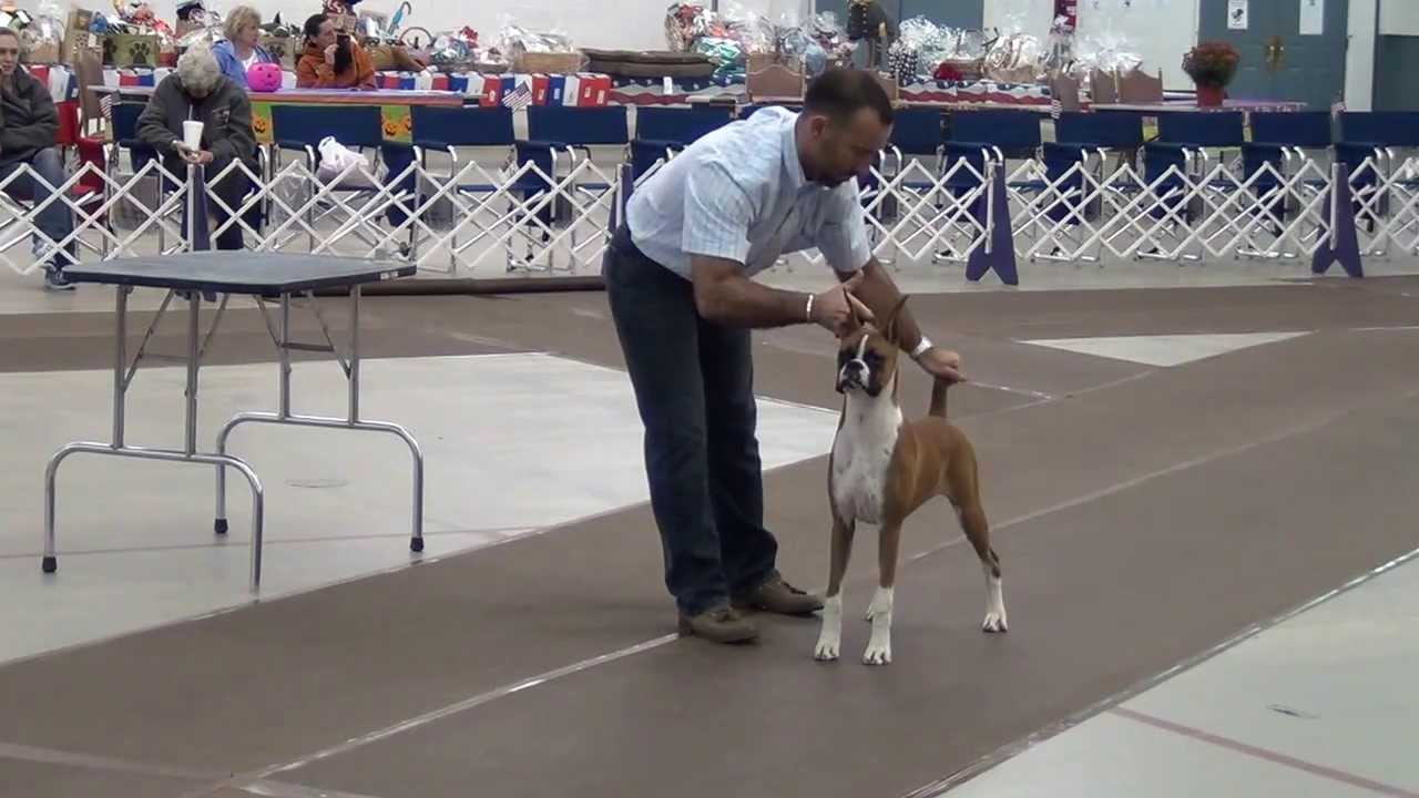 Owner-Handler Seminar 3 - By: Diego Garcia @ ABC Regional