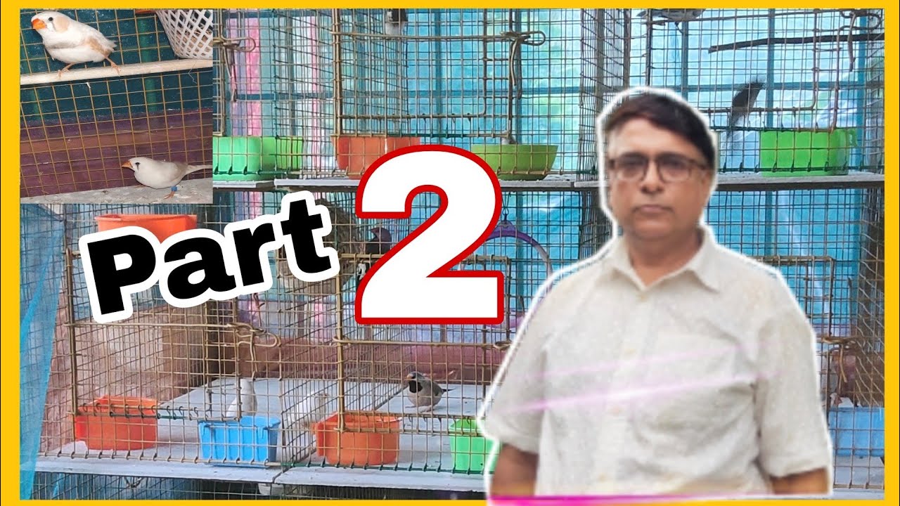 exotic finch all problems solution in just 5 minutes|| golden & long-tail problems😱||#kolkata