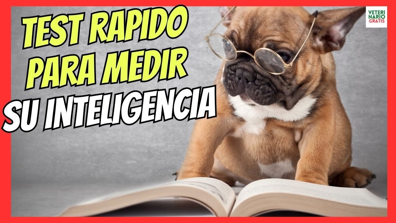 🐙 TEST RÁPIDO DE INTELIGENCIA PARA PERROS 🐙