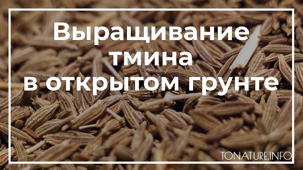 Выращивание тмина в открытом грунте | toNature