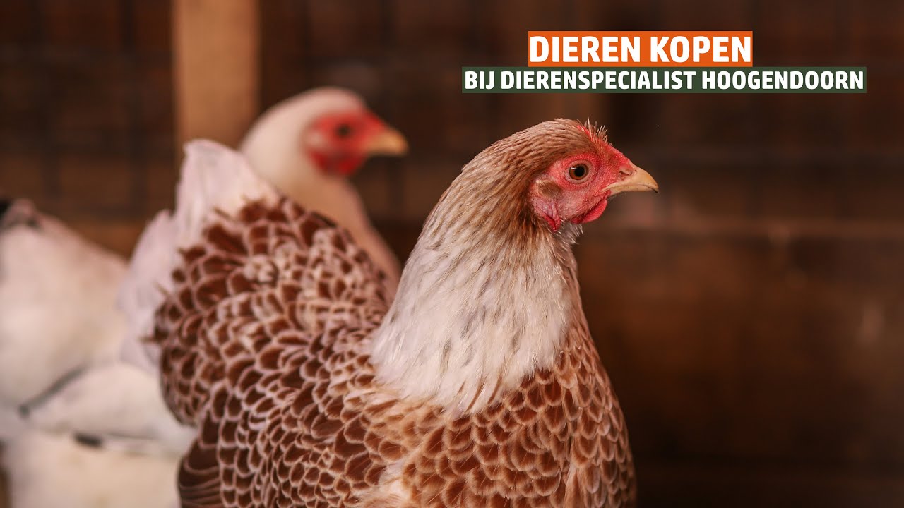 Van een bezoek in Stolwijk tot kippen in de tuin - Ontdek het bij Dierenspecialist Hoogendoorn