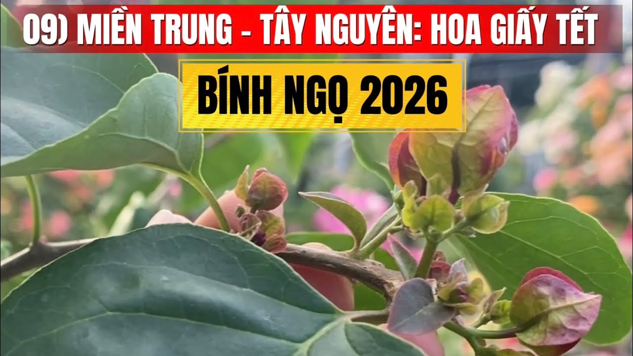09) MIỀN TRUNG-TÂY NGUYÊN  hoa giấy Tết Bính Ngọ 2026.