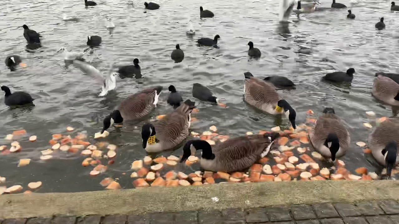 Les canards 🦆 طُيُورْ الحديقة