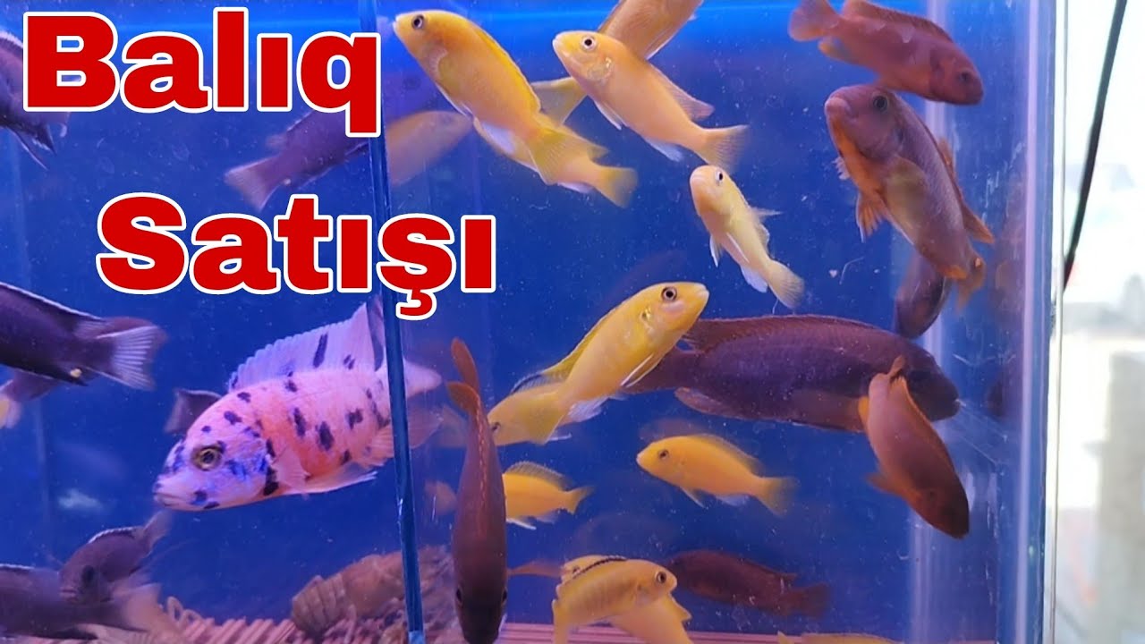 Akvarium Balıqları Balıq Satışı 2 oktyabr 2022 #elixezer #akvaryum #akvaryumbalıkları #baliqchi