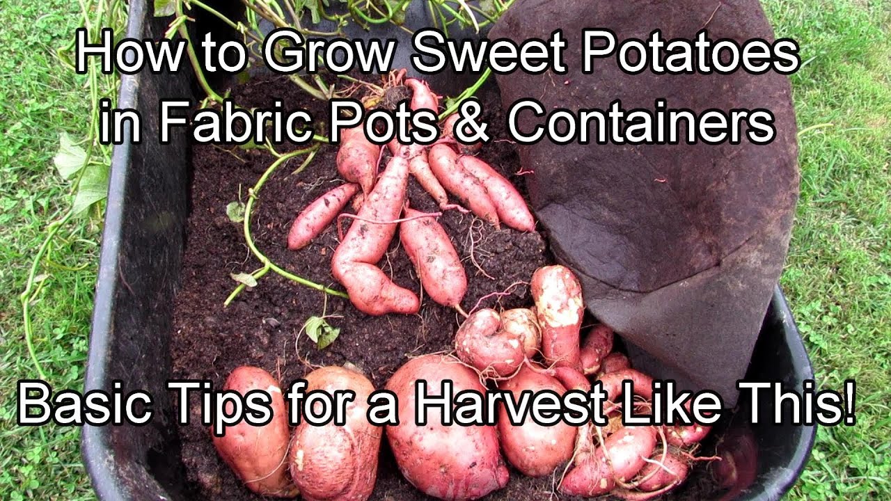 How to Grow Sweet Potatoes in Fabric Pots & Containers: 5 Tips for a Great Garden Harvest!