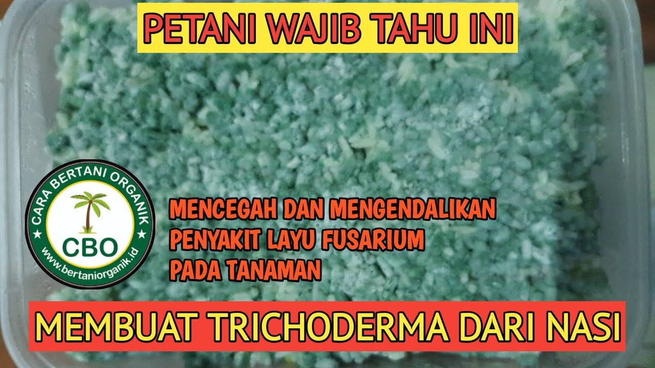 CARA MEMBUAT TRICHODERMA DARI NASI, how to make trichoderma out of rice