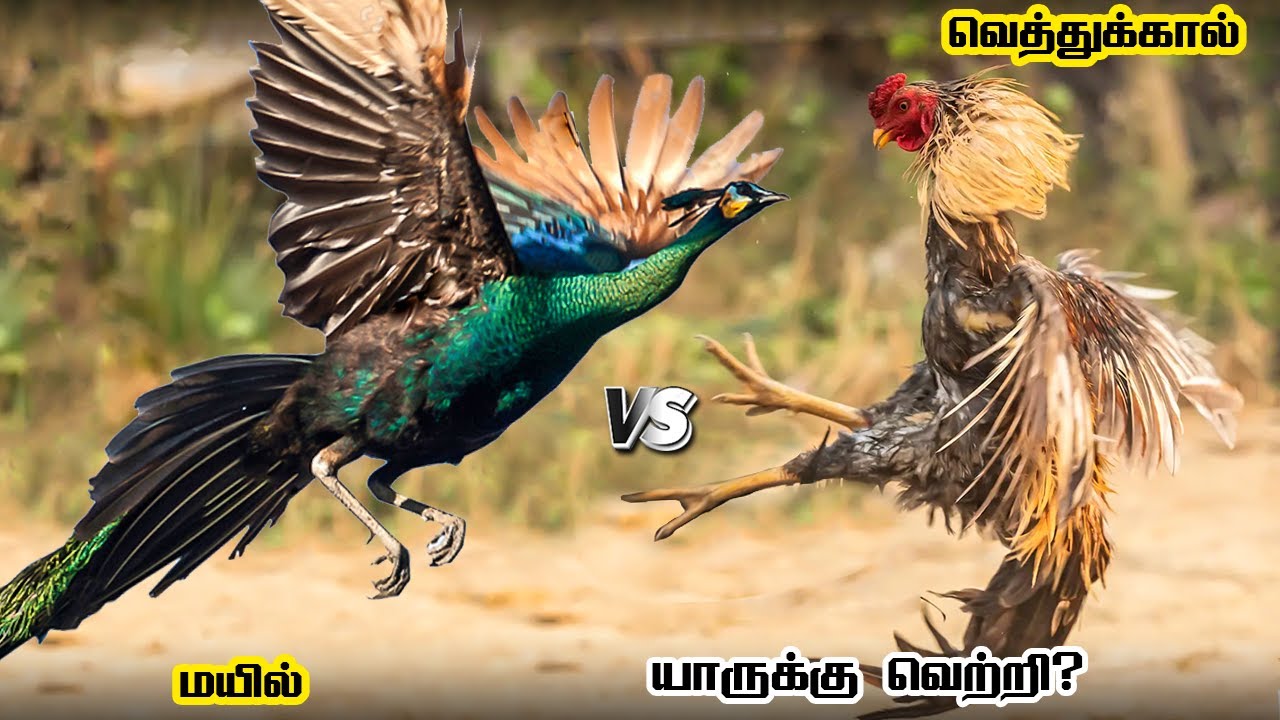 Peacock vs Vethukaal Seval தமிழ் | மயில் vs வெத்துக்கால் சேவல் | Savage Empire
