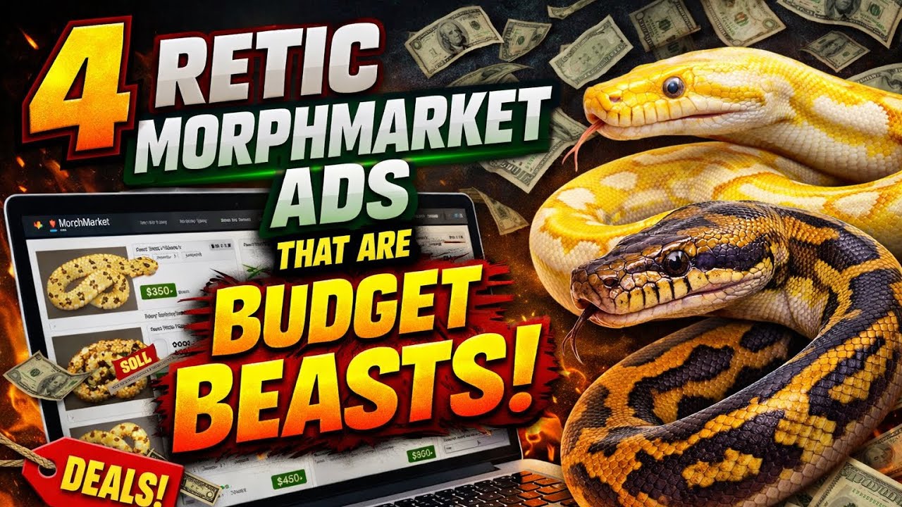 4 Retic MorphMarket Ads That Are Budget Beasts!