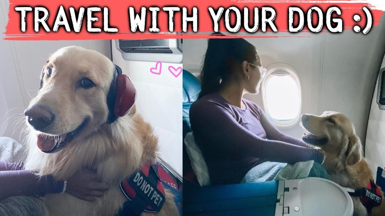 First Time Flying with My Dog! DO's & DON'TS :)