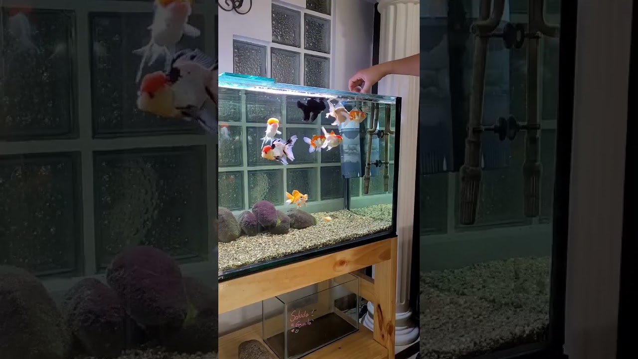 Consejo Vital:C&oacute;mo Remojar el Alimento de tus Peces para una Alimentaci&oacute;n Saludable #shorts #acuario