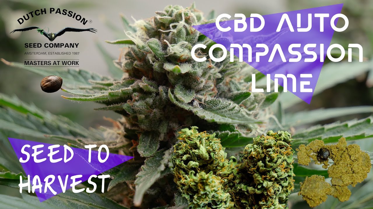 CBD Auto Compassion Lime by Dutch Passion - Autoflower Grow from Seed to Harvest