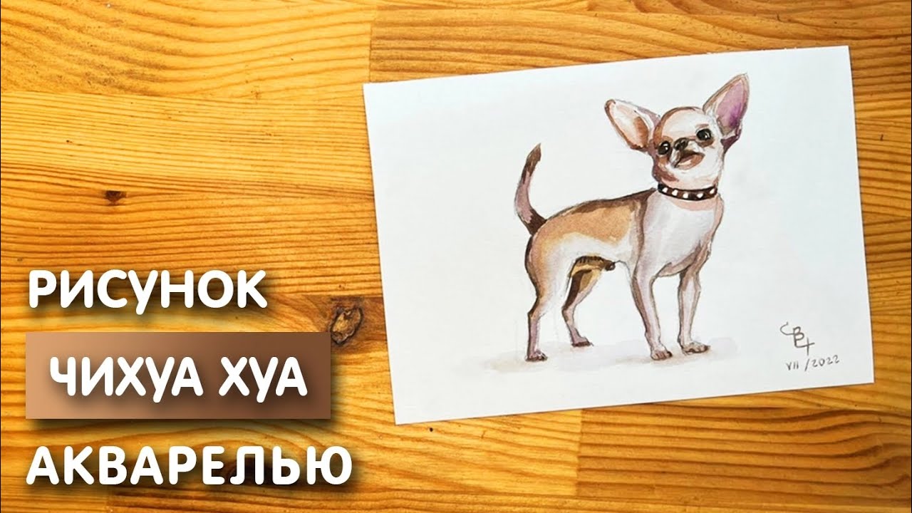 Как нарисовать Чихуахуа  карандашом и акварелью начинающим | Рисунок поэтапно и легко для детей