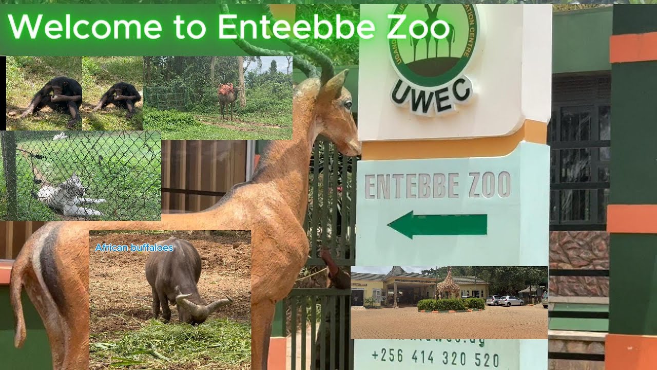 UGANDA WILDLIFE  [UWEC ] //COME WITH ME TO ENTEBBE ZOO MARCH 2025