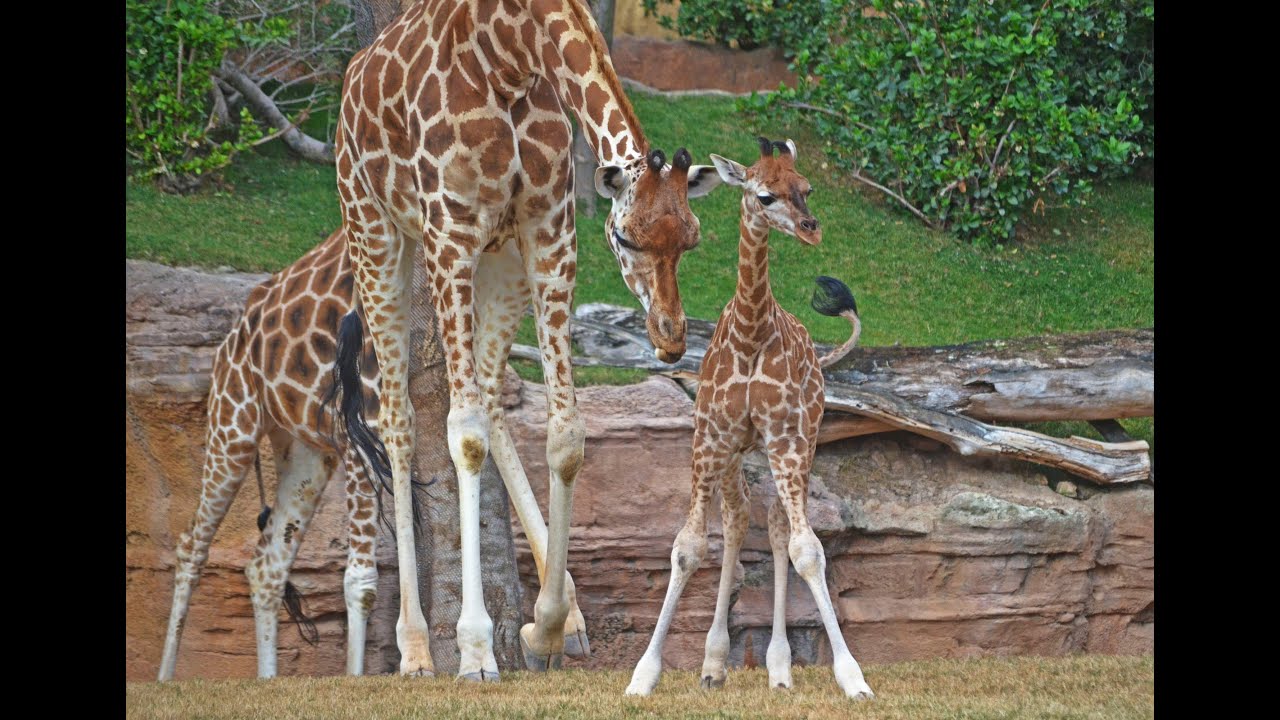 Lluna, la pequeña jirafa Baringo, en la Sabana de BIOPARC