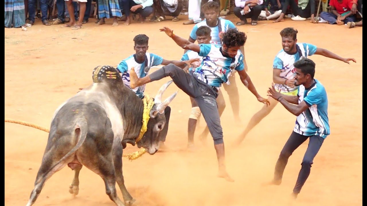 மல்லாகோட்டை KRV காளை.சிவகங்கை வடமாடு மஞ்சுவிரட்டு 2023 Videos