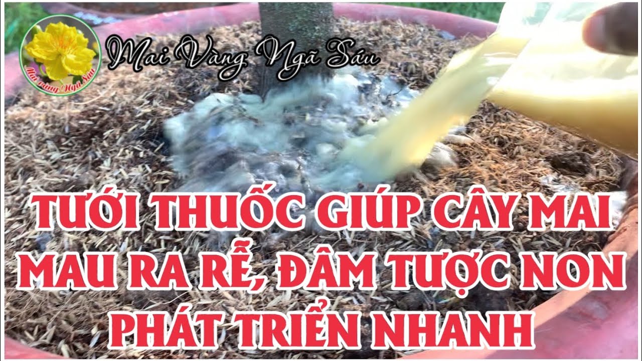 Tưới thuốc giúp cây mai mau ra rể, đâm chồi và phát triển nhanh