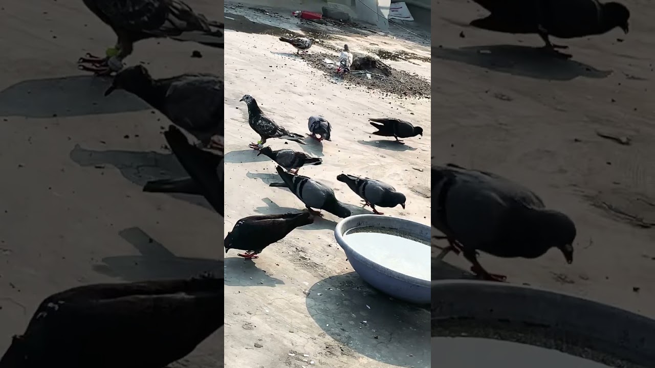 Tamed parrot 🦜 full Pegions have food in morning extra #youtubeshorts #subscribemychannel #pets