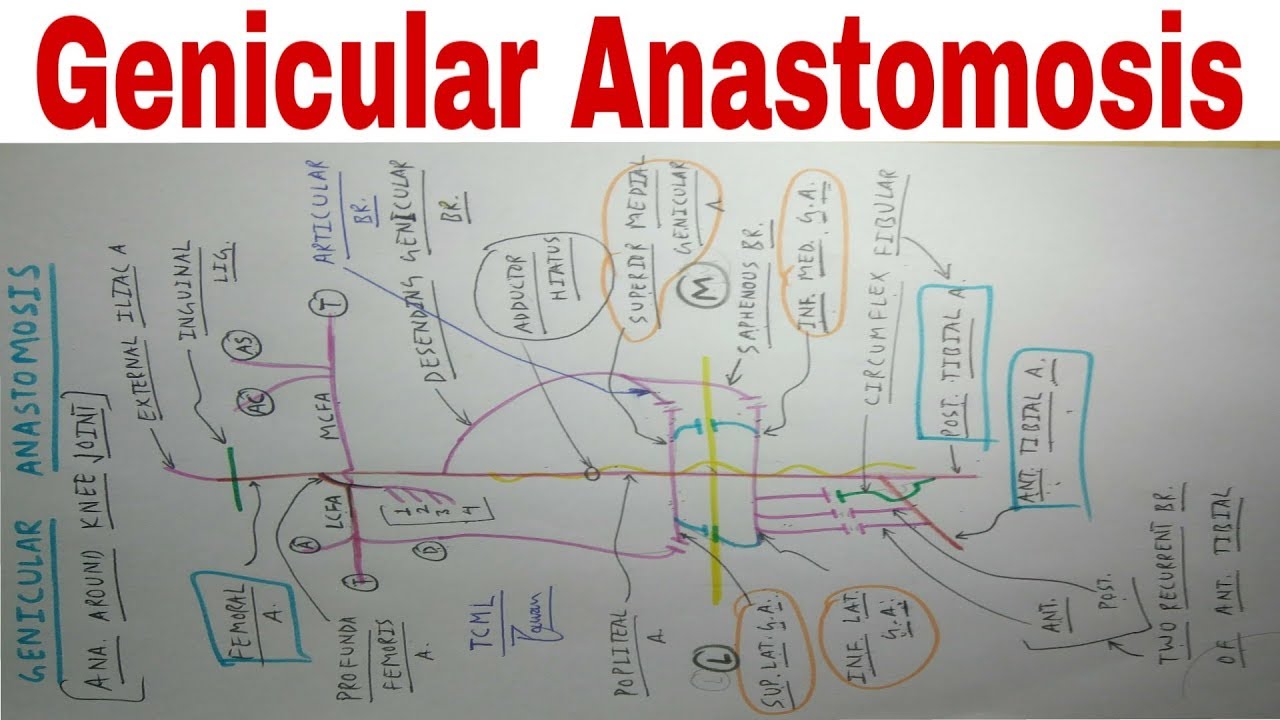 Genicular Anastomosis | Anastomosis Around Knee Joint | Lower Limb Anatomy