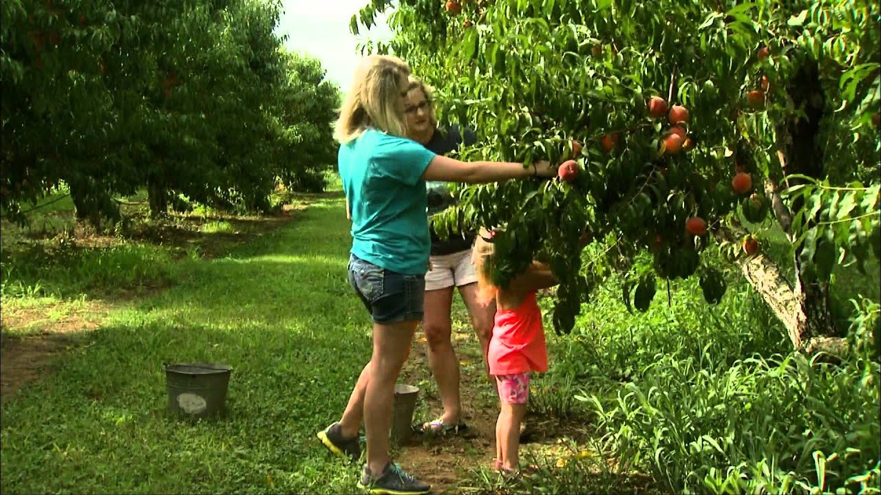 Pick a Peach | Mississippi Roads | MPB