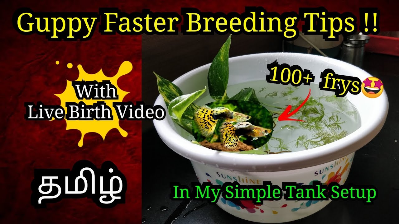 Breed Guppy fish faster in 4 simple steps🤩/Live Guppy birth video !/Tamil