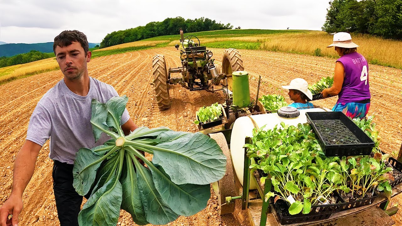 Planting Cabbage For the Last Time