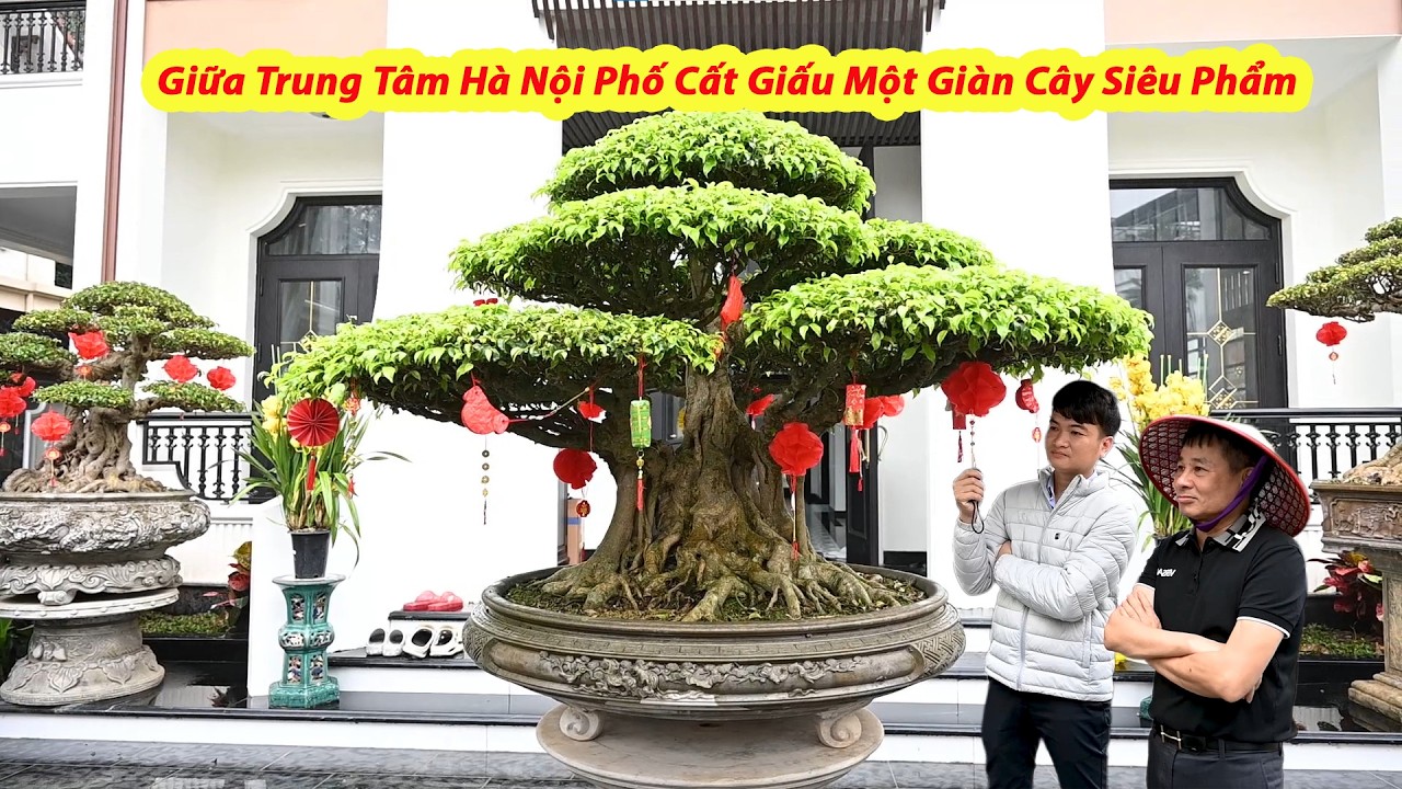 Giữa Trung Tâm Hà Nội Phố Cất Giấu Một Giàn Cây Siêu Phẩm