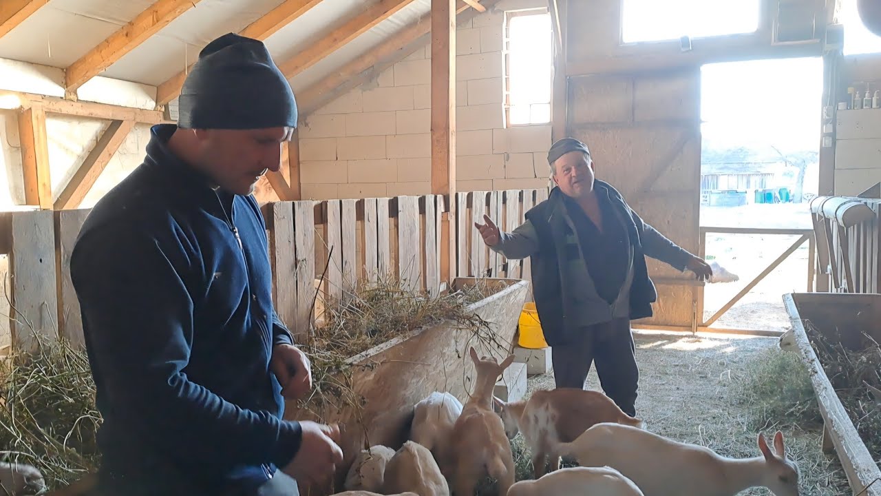 Ferma de capre Saanen cu sală de muls a familiei Copos din Husia județul Sălaj 