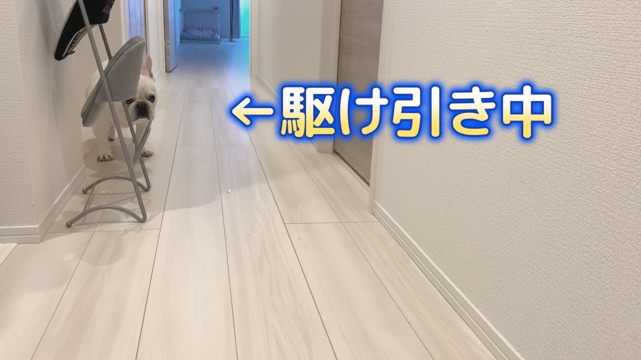 ママに駆け引きする愛犬が可愛い【フレンチブルドッグ frenchbulldog】