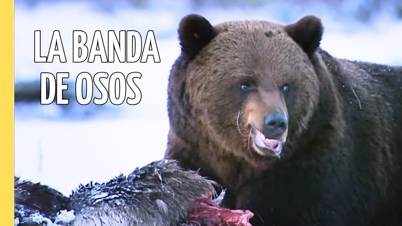 Osos Pardos de Escandinavia | La Familia del Bosque Boreal | Episodio Completo