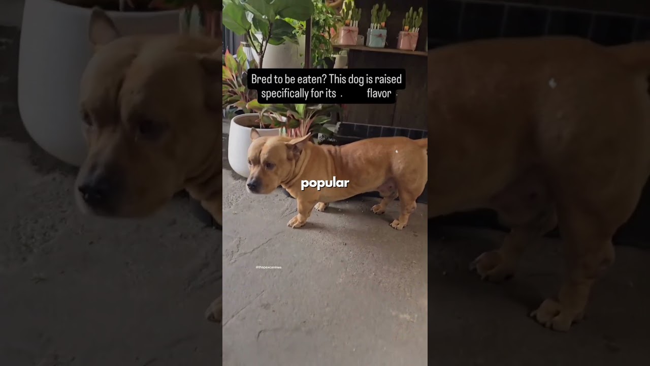 This Dog Is Bred For This Purpose!