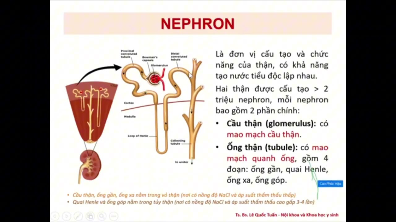 Sinh lý HỆ TIẾT NIỆU YDS 2025 - Ts.Bs. Lê Quốc Tuấn