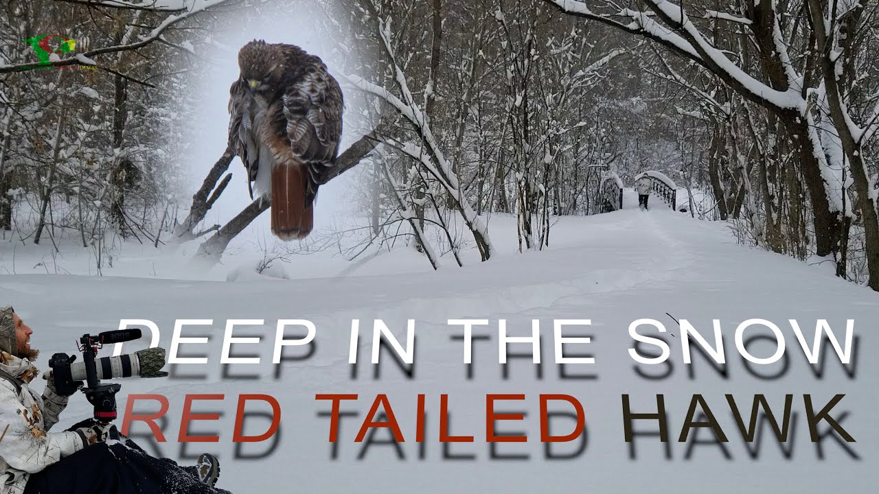 Deep In The Snow - Red Tail Hawk