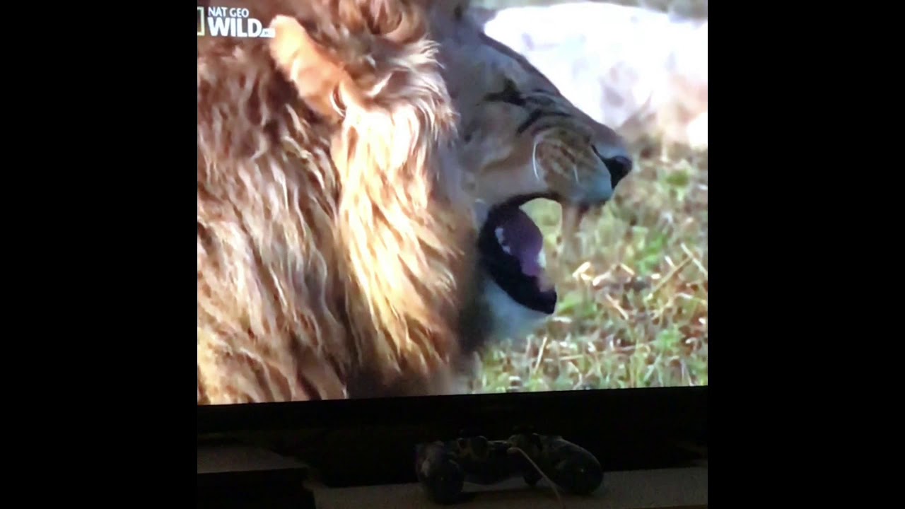 (6 Roliga Snutar Fr&aring;n Videos