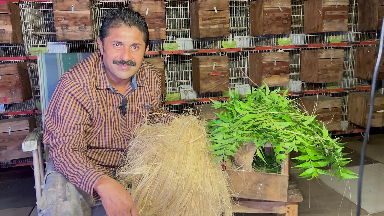 Your Guide to Lovebird Nesting Success"لو برڈ نیسٹنگ کی کامیابی کے لیے آپ کا گائیڈ"