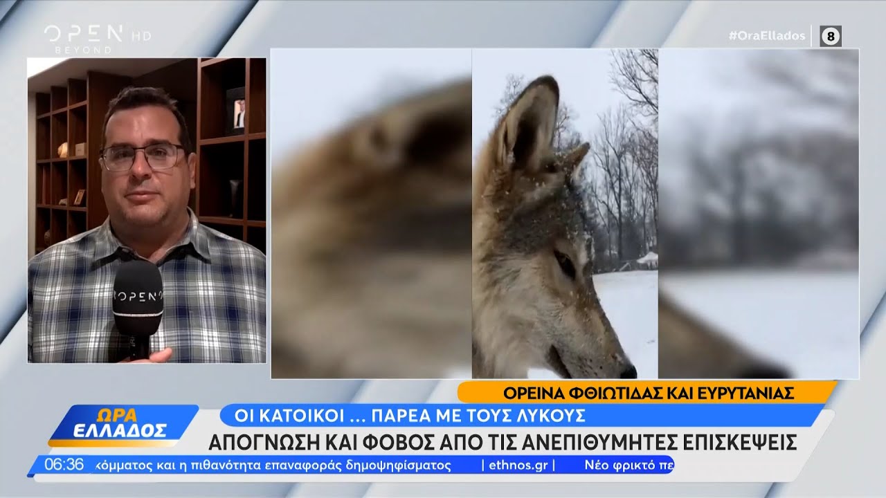 Ορεινά Φθιώτιδας και Ευρυτανίας: Οι κάτοικοι… παρέα με τους λύκους | Ethnos