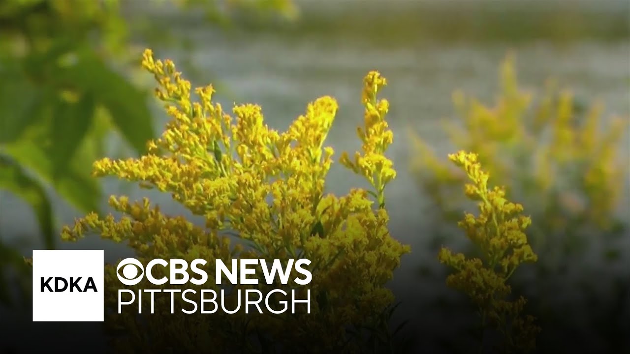 Allergy sufferers may deal with less mold, more ragweed this fall