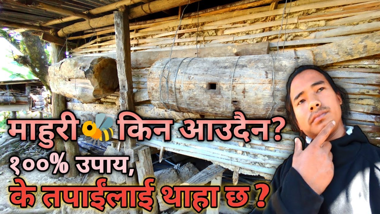 mahuri kin aaudain? mahuri palan