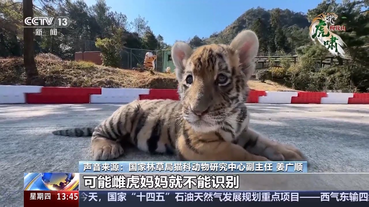 福建龙岩 全国最大华南虎野化训练基地投入使用