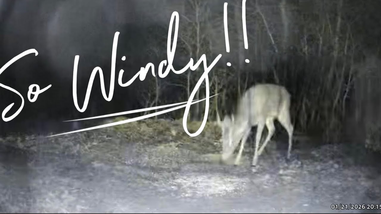 So Windy!