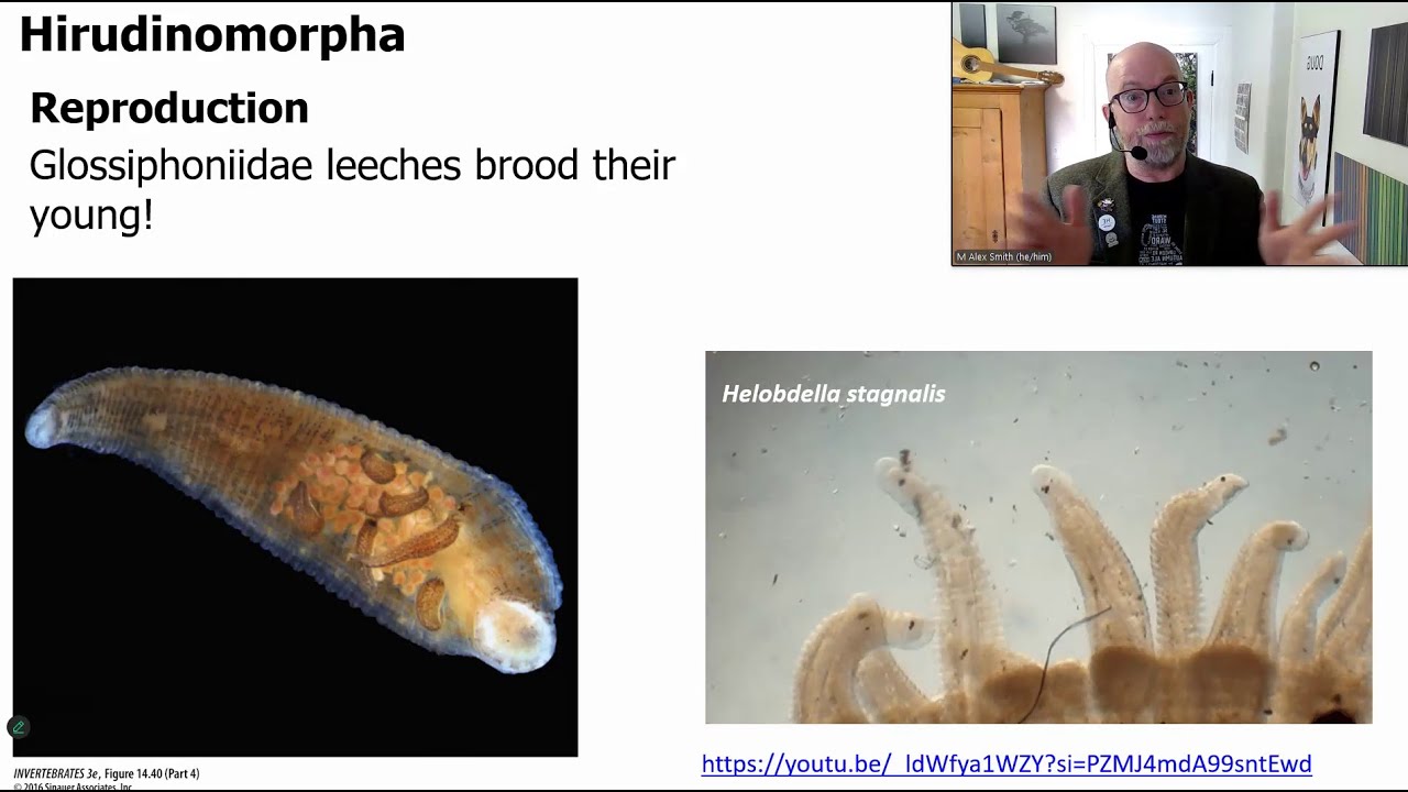 ZOO*2700 W26 - Lecture 17 - Annelids III
